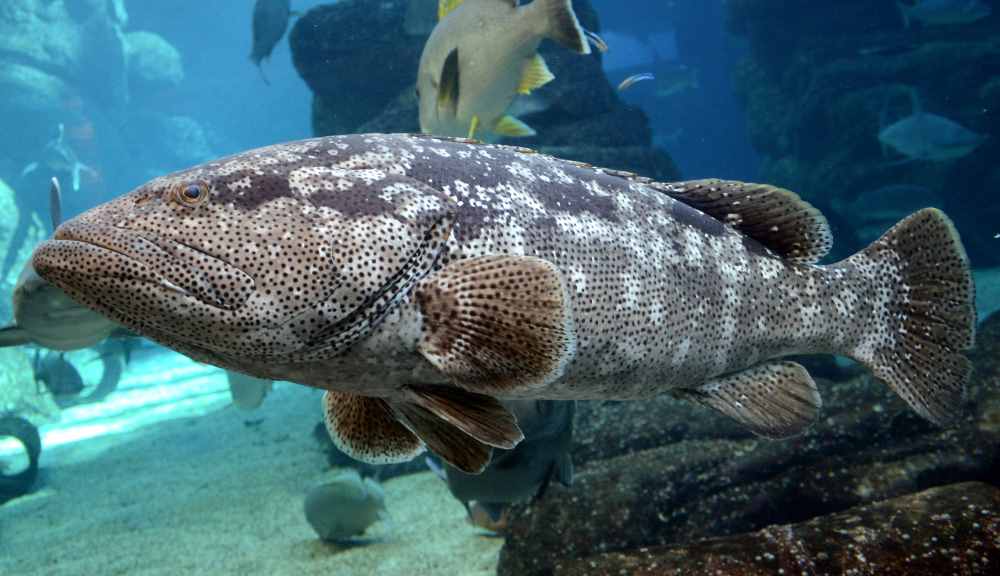 Aquaculture - Grouper