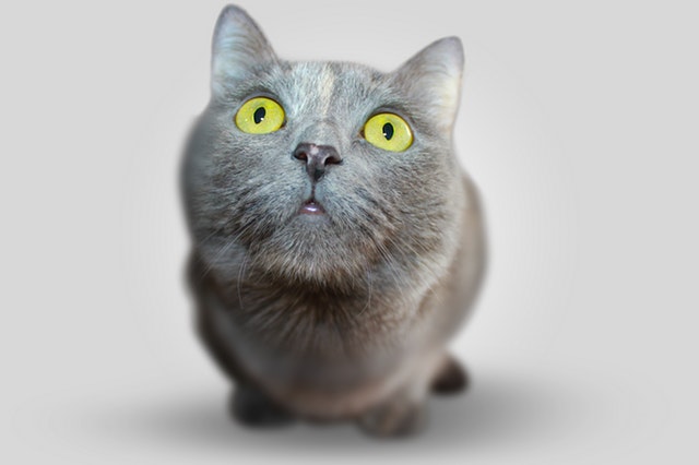 Cat Psychology Course Online.