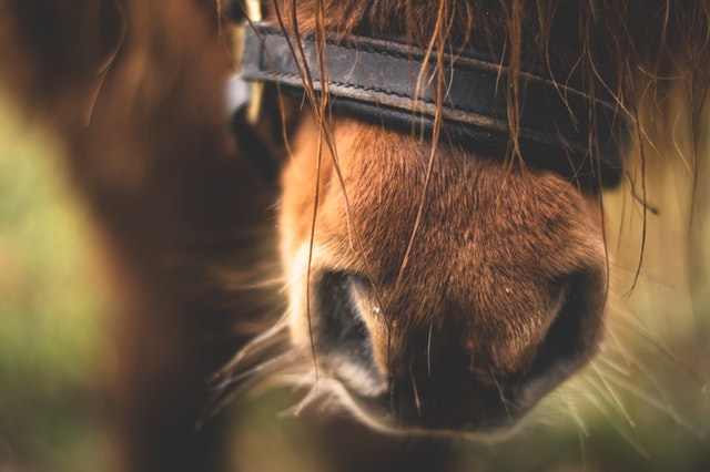 From the horses mouth.