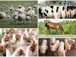 Adv Cert in Animal Husbandry