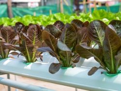 Hydroponics online