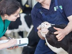 Animal Health