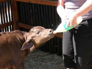 Animal Feed and Nutrition