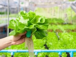 Aquaponics Course Online.