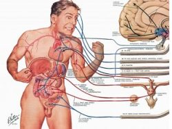 Bioenergetics
