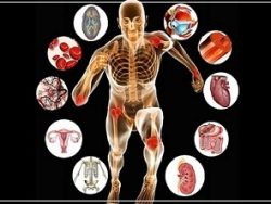 Human Physiology