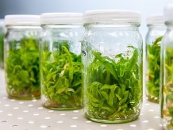Plant tissue culture course.
