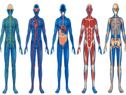 Cardiorespiratory Performance