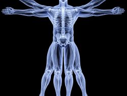 advanced certificate in anatomy and physiology