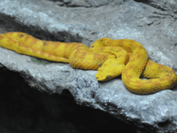 Herpetology Course Online