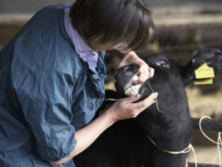 Diagnosing Animal Diseases
