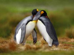 Animal behaviour course.