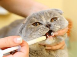 Animal Health Care