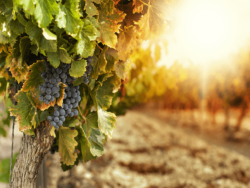Viticulture & Winemaking Course Bundle