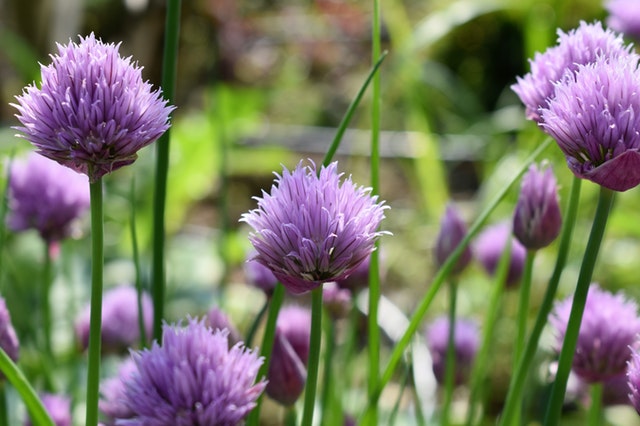 Learn to grow herbs course
