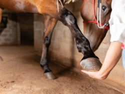 horse care course.