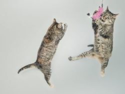 Cat psychology course