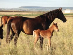horse breeding course online.