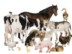 Animal Breeding Online