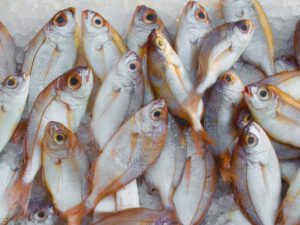 Advanced Certificate in Aquaculture