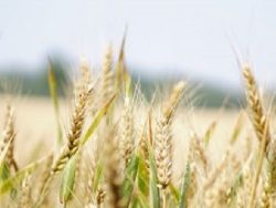 Agronomy Grains