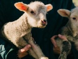 Sheep Husbandry Course