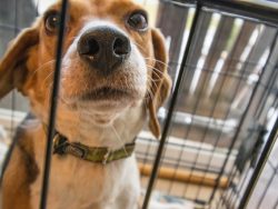 Animal Welfare Online Course