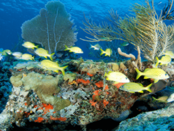 Marine Studies A