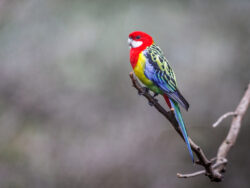 Eastern Rosella Perched On A Branch In The Australian Bush
