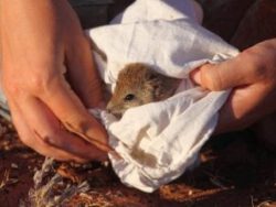 Wildlife Management Course