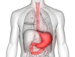 Anatomy and Physiology