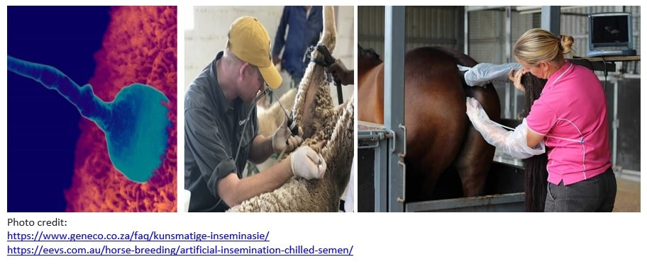 Horse Breeding AI
