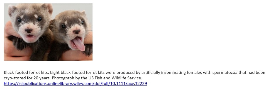 Black-footed Ferret Kits