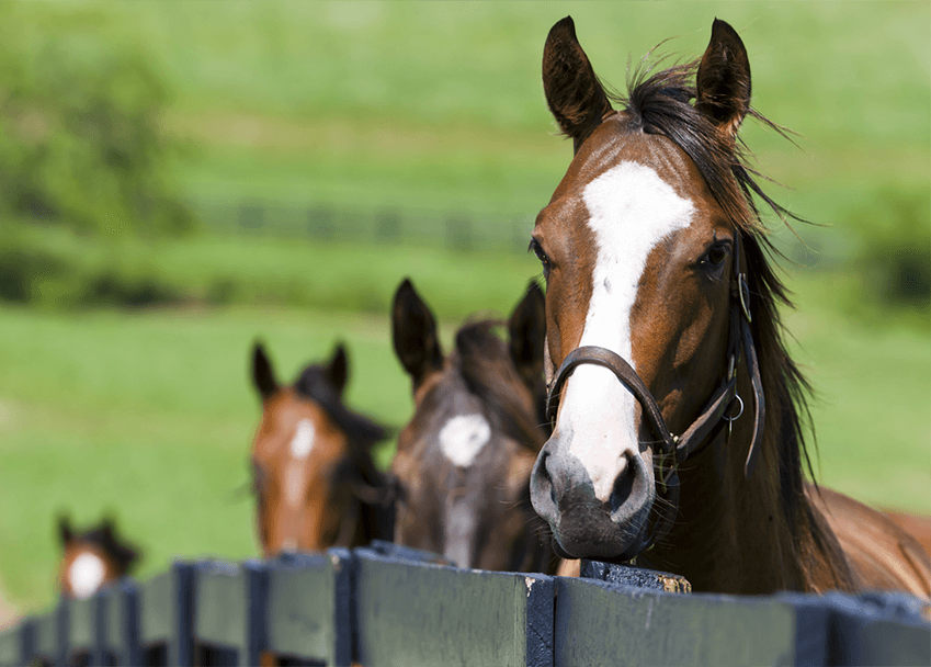 Equine Studies
