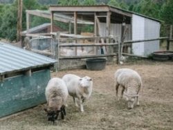 Choosing Sheep Breeds