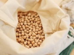Edible Legumes