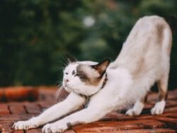 Domestic Cat Care