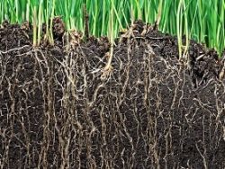 Soil Microbiome