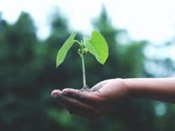 Plant Conservation