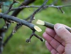 Budding And Grafting
