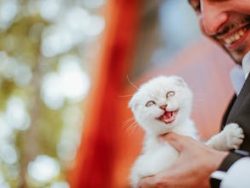 Managing Pet Cats