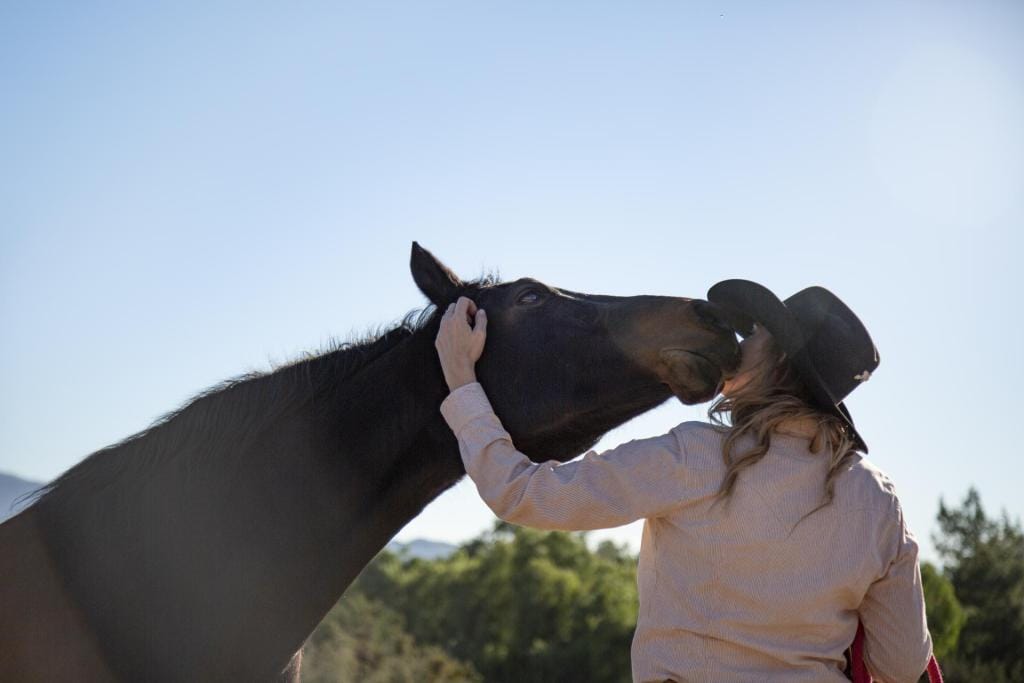 Discover the World of Equine Behaviour Through Online Courses